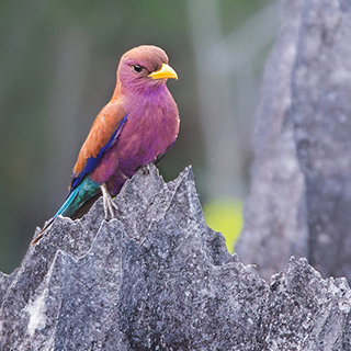 Small Tsingy - Broad-billed roller